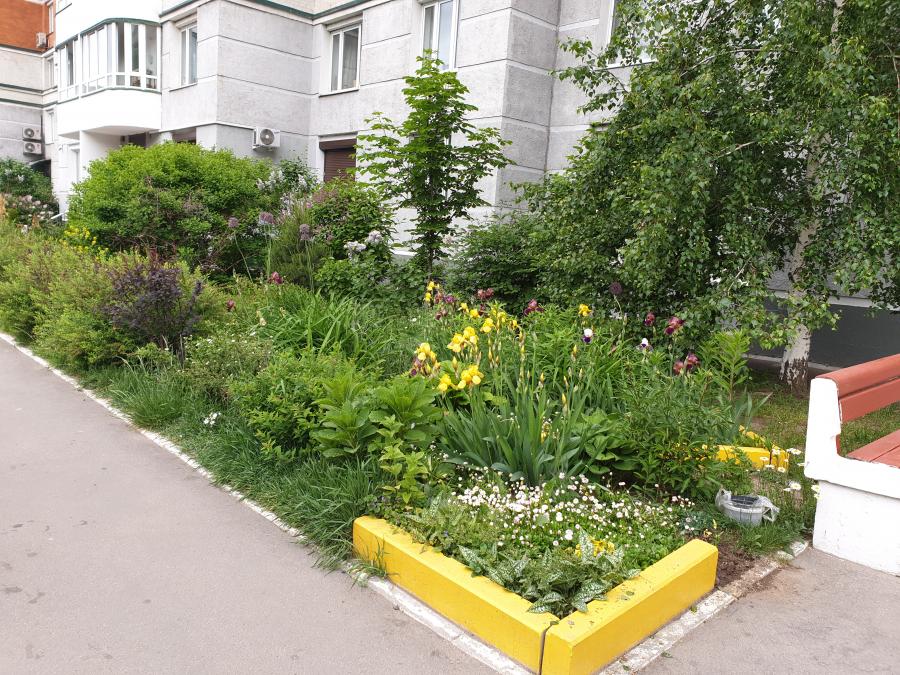 Май 2019, красивые цветы и кустарники на клумбах вокруг дома
